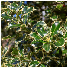 1 Holly Plant Ilex Aquifolium 'Silver Queen' In 9cm Pot Excellent Hedging
