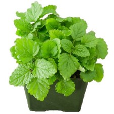 Lemon Balm / Melissa officinalis / Culinary & Tea Herb / Hardy / 2000 Seeds