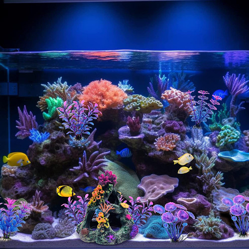 Aquarium colorful coral reef - colorful,