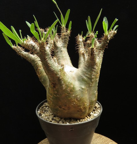 Pachypodium