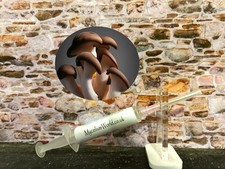 10ml Black Pearl King Oyster Mushrooms Specialist  Liquid Culture Mycelium /Seed