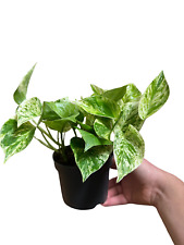 Marble Queen Pothos | Stunning Variegated Trailing Houseplant | 12cm pot
