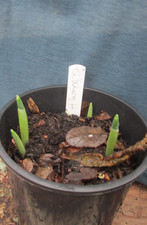 Galanthus     Margaret H