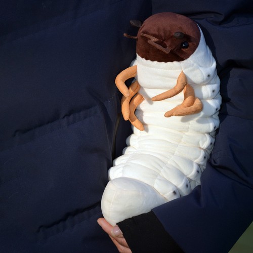 35cm rhino beetle - rhino, larva