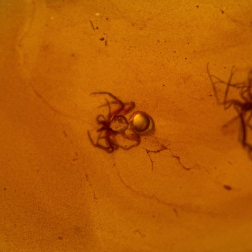 Spider burmese burmite - in,
