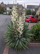 Adams needle yucca - adams,