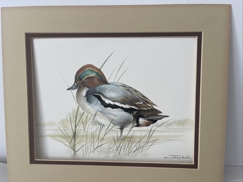 Joel kirk mallard duck - mallard,