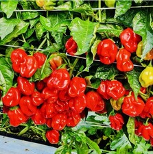 Chilli Pepper 'Habanero Red’