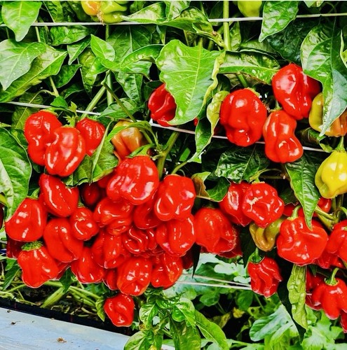 Chilli pepper habanero red - chilli, 'habanero