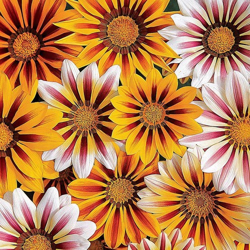 Thompson morgan gazania - thompson,