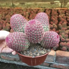 6-8CM Succulent Cactus Plant