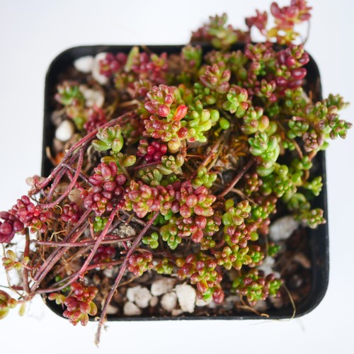 Sedum album faro form 5cm - sedum,