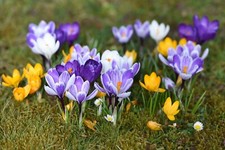 Crocus Species Bulbs Many Varieties Autumn Hardy Perennial Spring Flowering