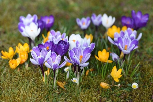 Crocus species bulbs many - species,