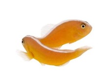 2-Pack Orange Skunk Clownfish