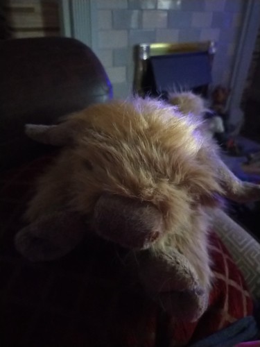 Highland cow plush length - length, 14"