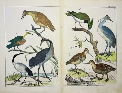 Heron crane waders nature 1838 - heron,