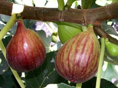 Ficus brown turkey 9cm pot - brown,