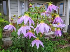 DAHLIA IMPERIALIS CAERULEA -