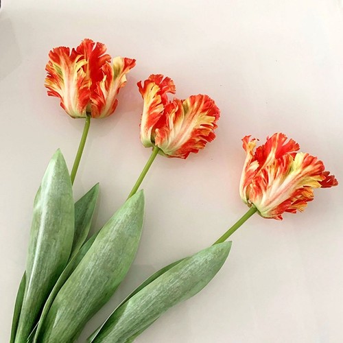Artificial parrot tulip - parrot,