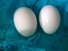 2 BLOWN MANDARIN DUCK EGGS