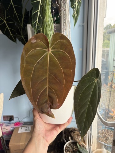 Anthurium dressleri nse - anthurium,