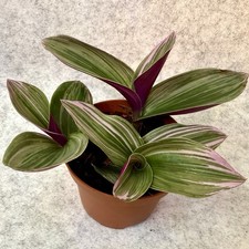 Tradescantia Nanouk Small