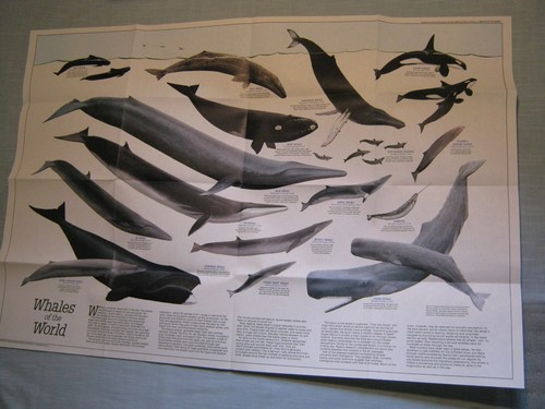 Vintage whales the - whales,
