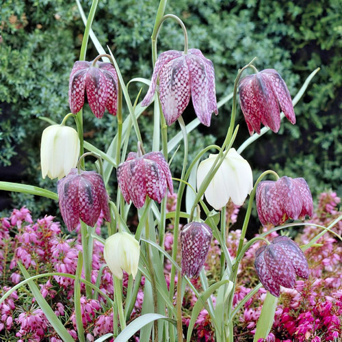 Fritillaria meleagris - 25,