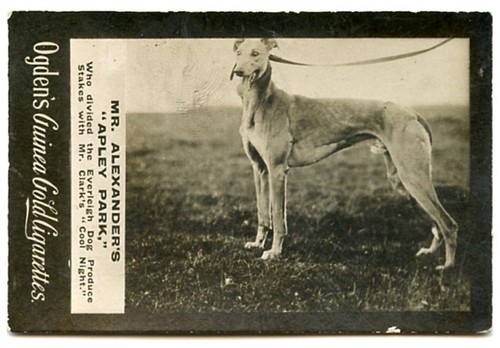 Greyhound dog coursing - dog,