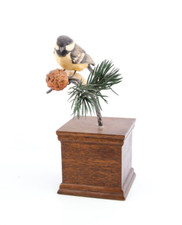 BORDER FINE ARTS 'COAL TIT'