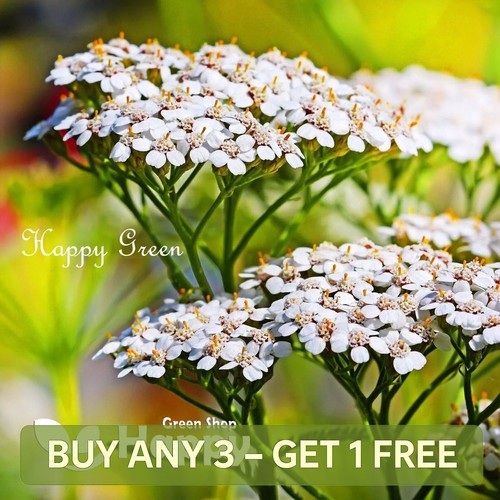 Yarrow summer white achillea - yarrow,