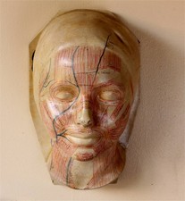 Art deco french - french, anatomical