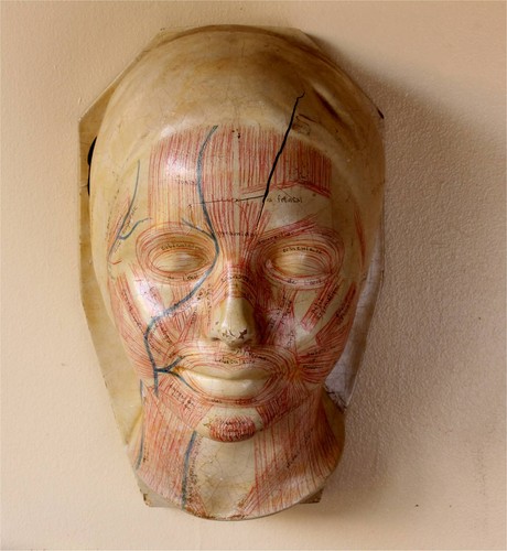 Art deco french anatomical - deco,