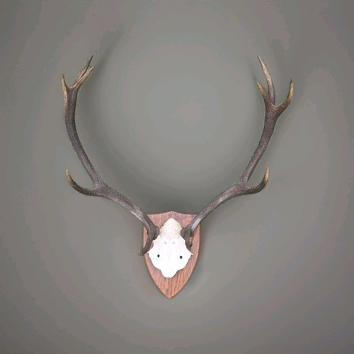 Red deer antlers - deer,