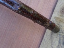  Blackthorn  Walking Stick Shillelagh VERY STRONG and solid