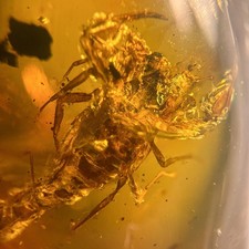 STUNNING SCORPION in Burmese / Burmite amber fossil / 100% genuine amber 
