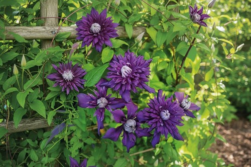 Clematis florida kokonoe - florida, in