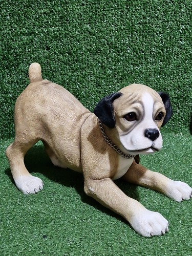 Boxer dog playing indoor - boxer,