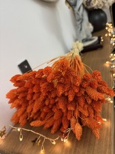 80GR/80 STEMS DRIED PHALARIS