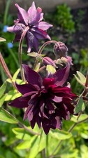 Aquilegia vulgaris 'Miss M.I. Huish' 