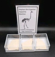 Fossil Elephant Bird