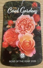 "Coral Gardens" Bareroot Rose