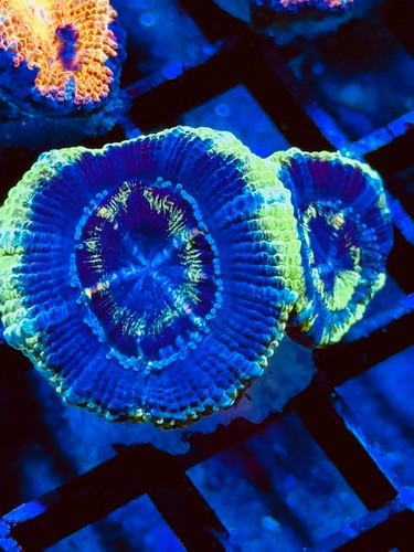 Coral beauties aquatics aussie - beauties,