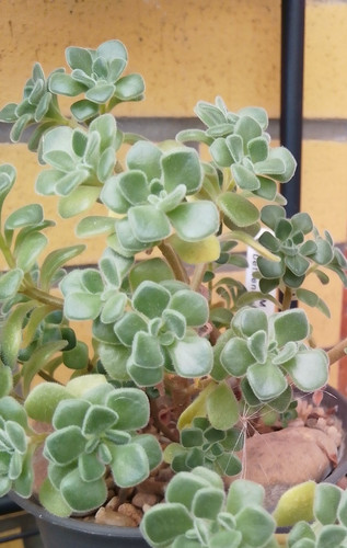 Aeonium bethencourtianum fresh - aeonium, bethencourtianum-fresh