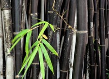 Phyllostachys Nigra (Black Bamboo) | 75 Fresh plant seeds