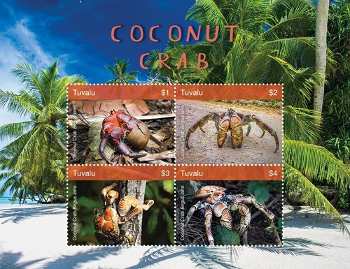 Coconut crab sea - coconut,