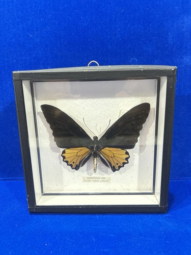 Vintage mounted framed bird - mounted,