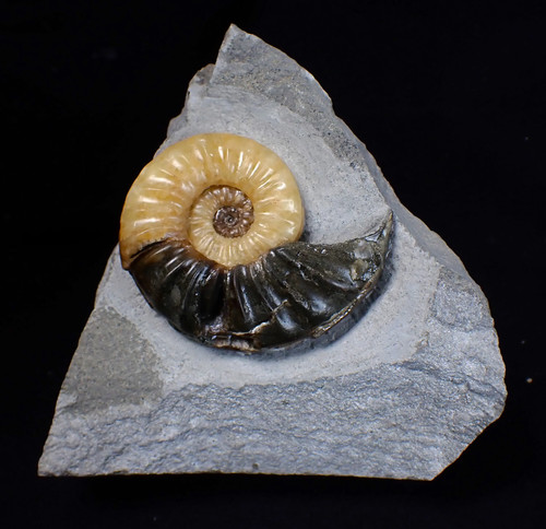 Asteroceras obtusum display