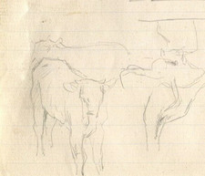 Cows and Cattle Drawing